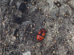 Ogdoecosta biannularis