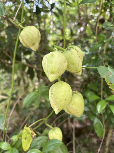 Stictocardia tiliifolia