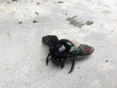 Xylocopa latipes