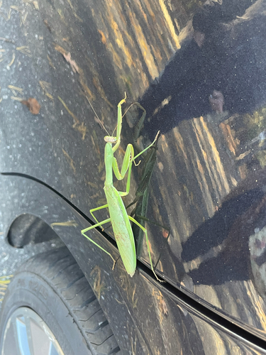 Chinese Mantis