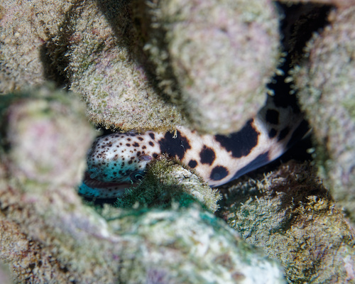 Scuticaria tigrina, 2025-11-02