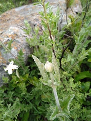 Clematis villosa