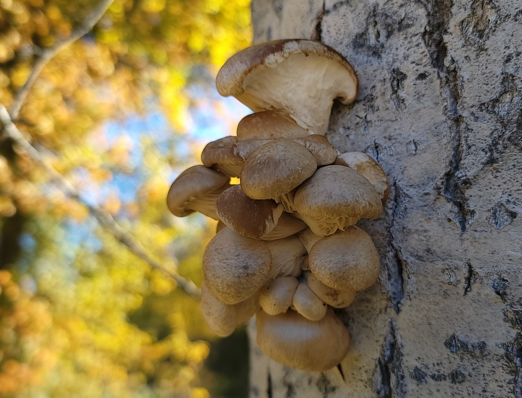 Pleurotus populinus