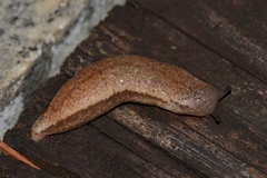 Meghimatium bilineatum