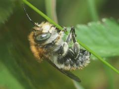 Trachusa byssina