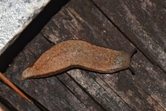 Meghimatium bilineatum