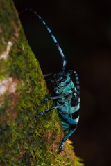 Anoplophora medenbachii