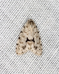 Thallarcha macilenta