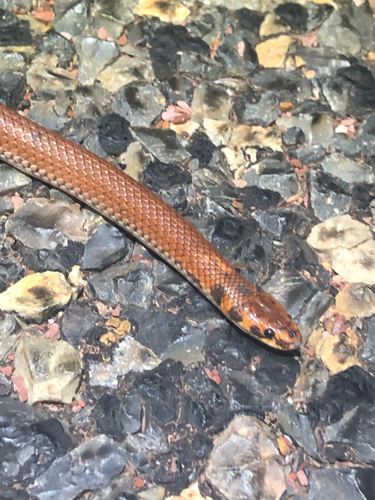 Little Spotted Snake sighting