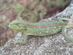 Calotes jerdoni