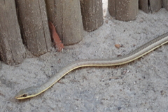 Psammophis subtaeniatus