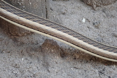 Psammophis subtaeniatus
