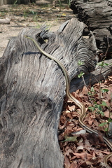 Psammophis subtaeniatus
