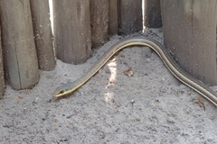 Psammophis subtaeniatus
