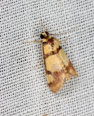 Deuterarcha xanthomela