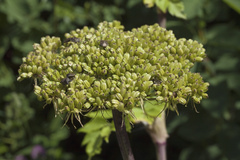 Angelica gmelinii