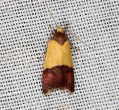 Heteroteucha dichroella