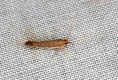 Glaphyristis marmarea