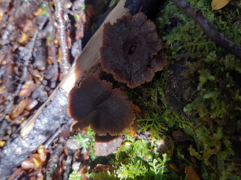 Auriscalpium umbella · October 2025 · photo: © georgecox (iNaturalist, cc0)