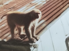 Macaca mulatta
