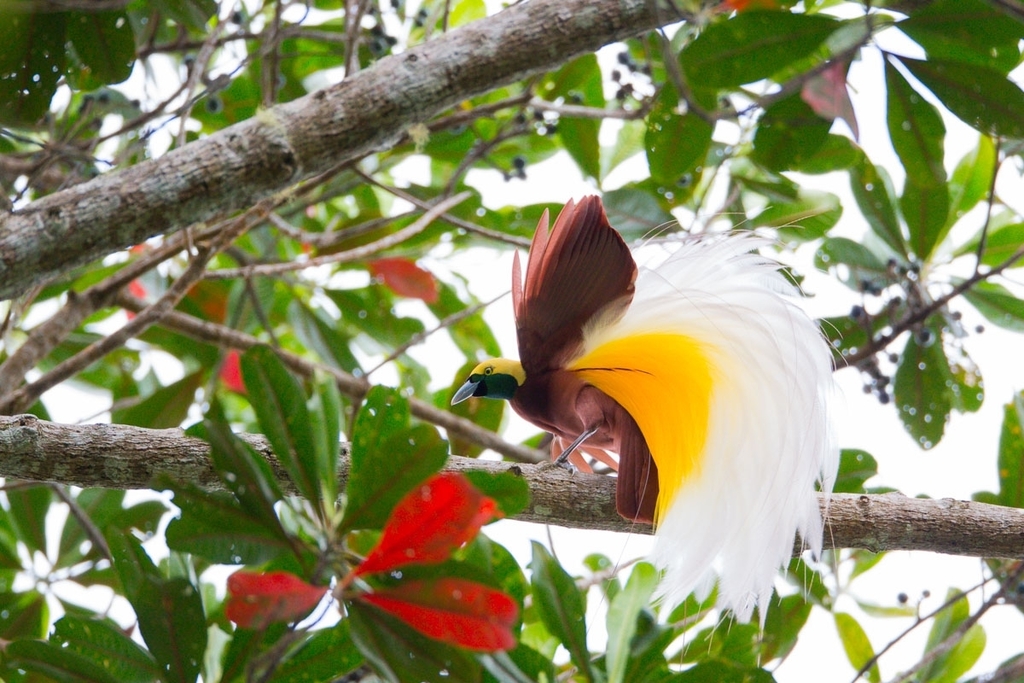 Lesser Bird-of-Paradise (Paradisaea minor) photo