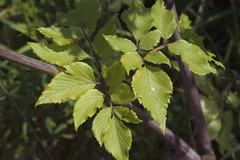 Angelica gmelinii