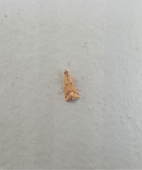 Achyra coelatalis