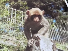 Macaca mulatta