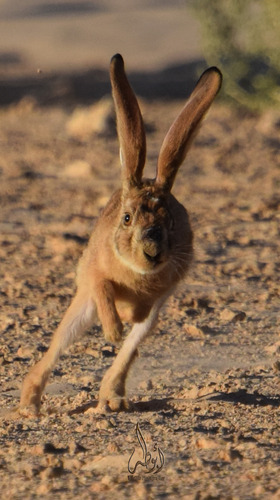 Cape Hare