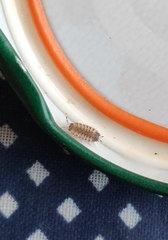 Proporcellio vulcanius