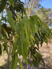 Eucalyptus wandoo