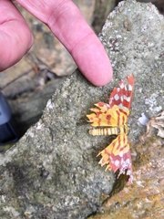 Dysphania subrepleta