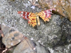 Dysphania subrepleta