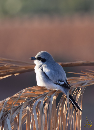 Great Gray Shrike