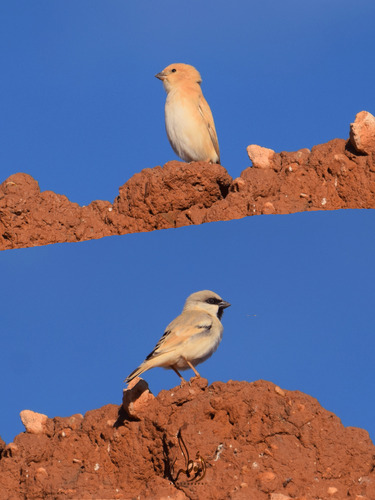Desert Sparrow