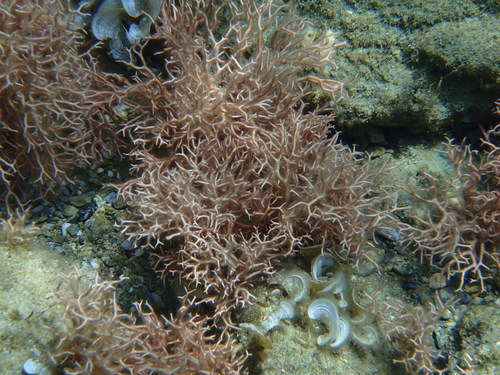 Liagora ceranoides