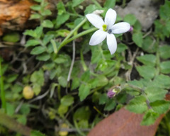 Lobelia pedunculata