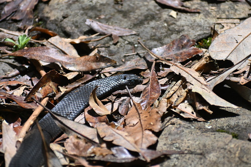 Red-bellied Black Snake sighting