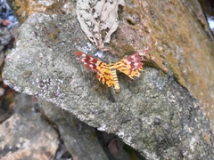 Dysphania subrepleta