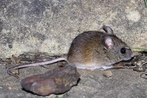 New Holland Mouse (Pseudomys novaehollandiae) — Vulnerable Mammalia