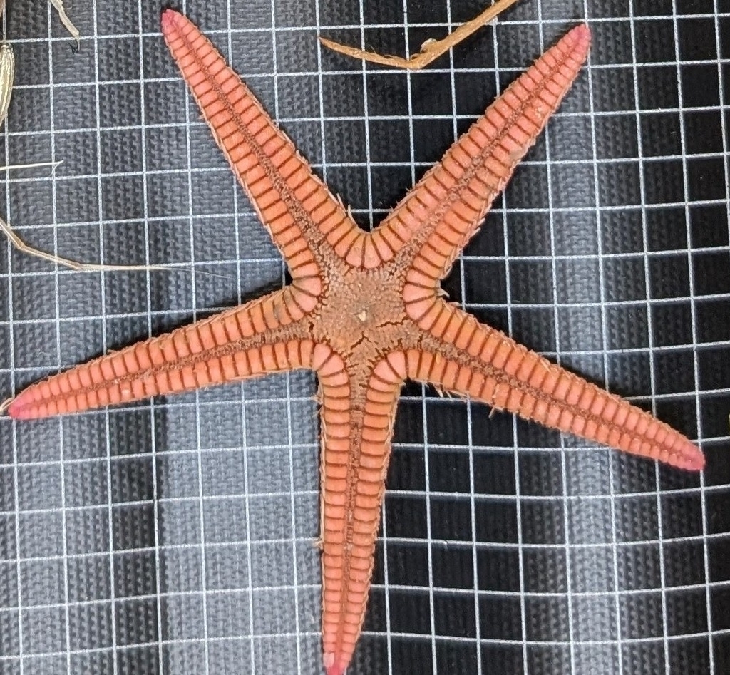 Astropecten karankawai