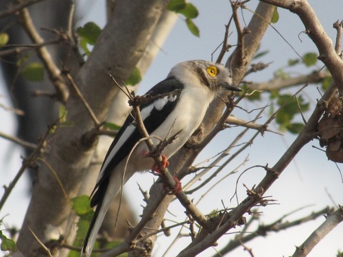 White-crested Helmetshrike