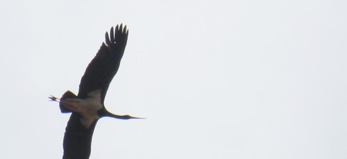 Black Stork