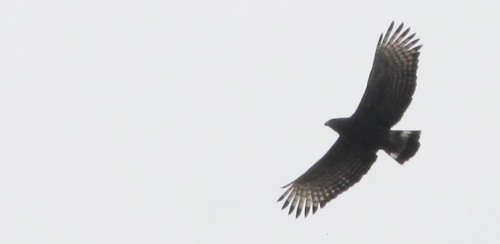 Western Banded Snake-Eagle