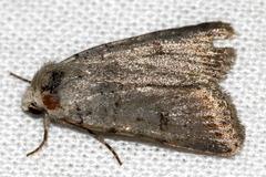Caradrina kadenii