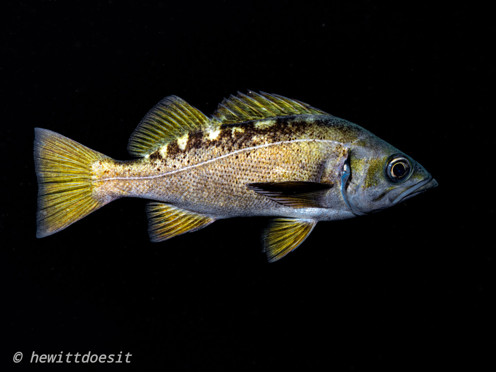 Greenie (Sebastes flavidus) — Sebastidae