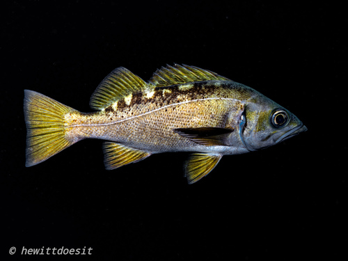 Greenie (Sebastes flavidus) — Sebastidae