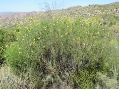 Euryops speciosissimus