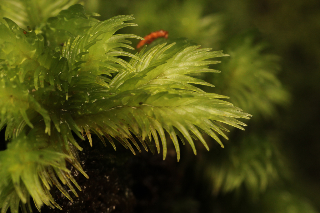 Leucobryum chlorophyllosum (Leucobryum chlorophyllosum)
