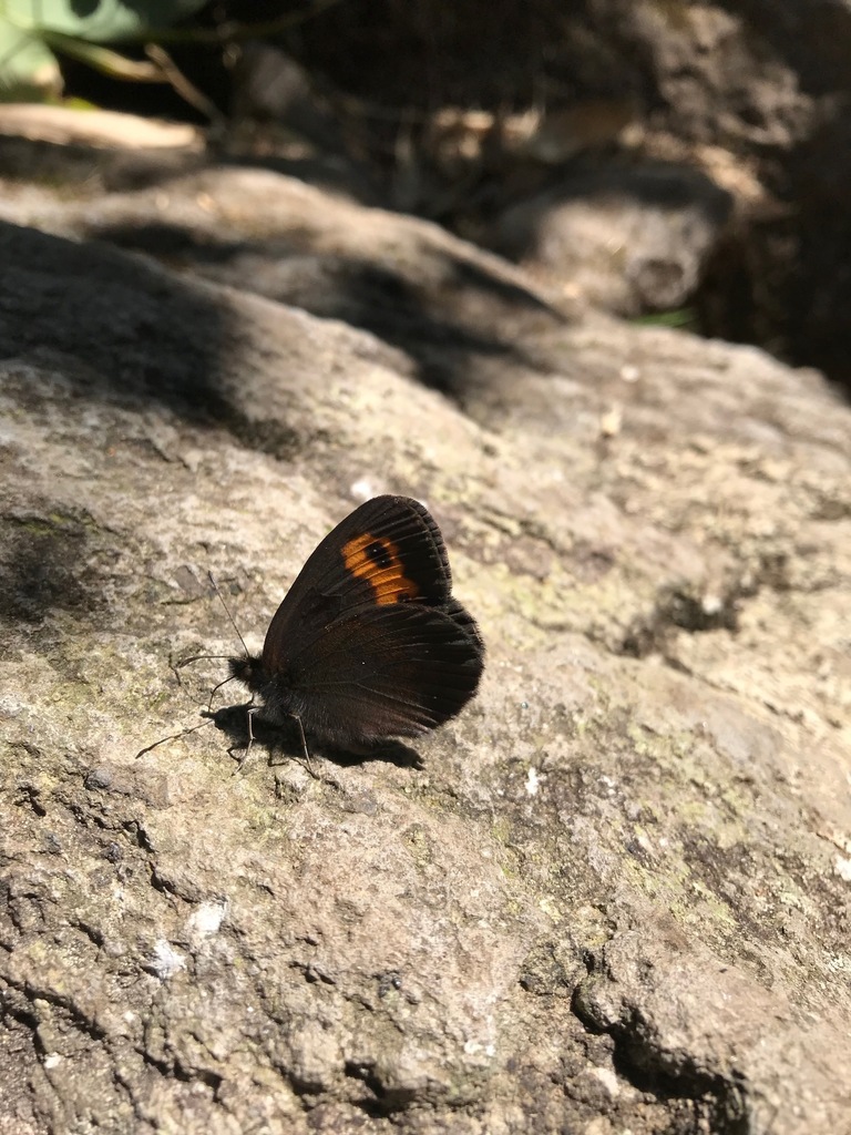 Japanese Alpine Ringlet